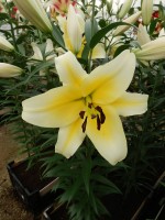 [4151 Catina No02.JPG]